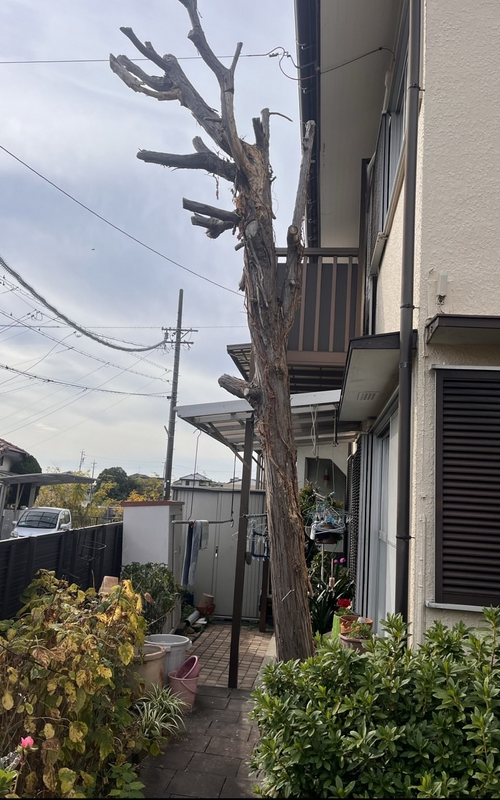 伐採前