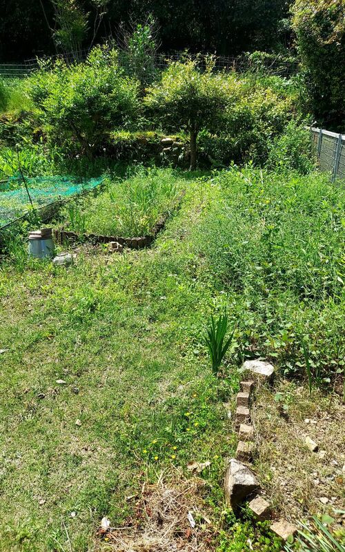 庭・菜園スペースの除草　befor